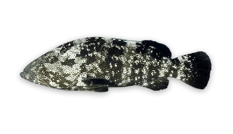 Epinephelus malabaricus thumbnail