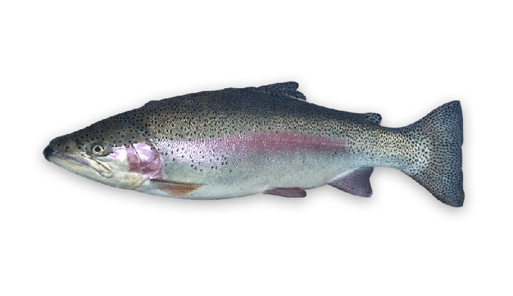 Oncorhynchus mykiss thumbnail