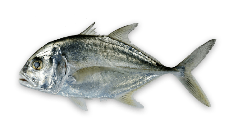 Caranx ignobilis thumbnail