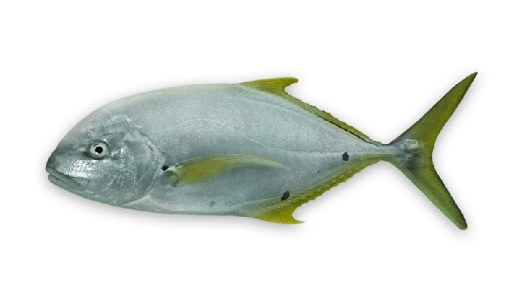 Gnathanodon speciosus thumbnail