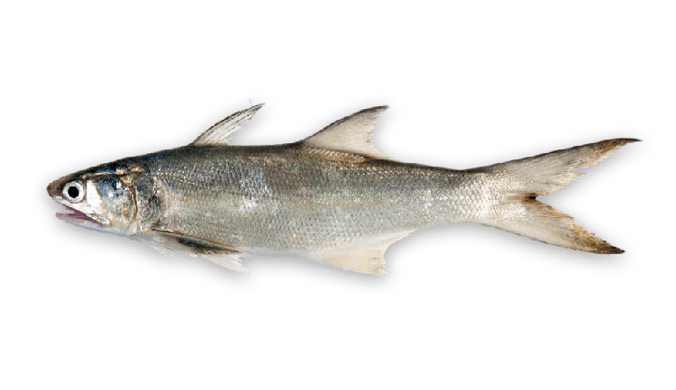 Eleutheronema tetradactylum thumbnail