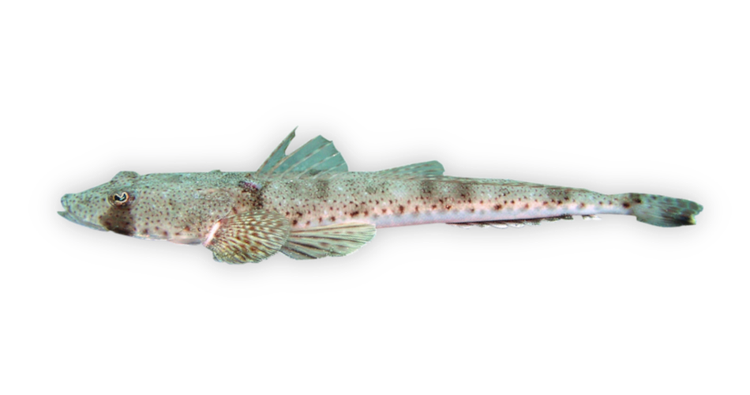 Platycephalus bassensis thumbnail