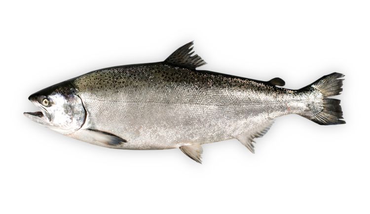 Oncorhynchus tshawytscha thumbnail