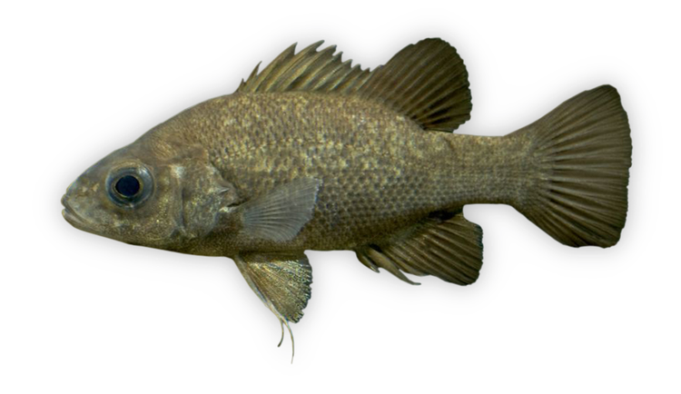 Macquaria australasica thumbnail