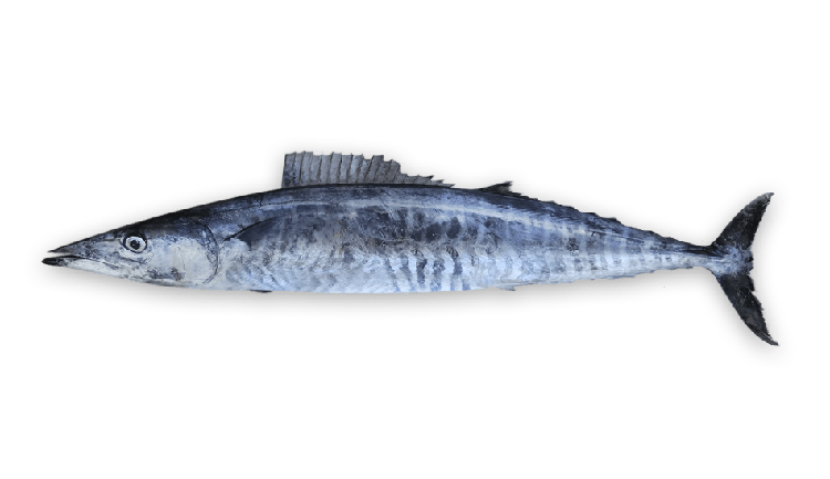 Acanthocybium solandri thumbnail