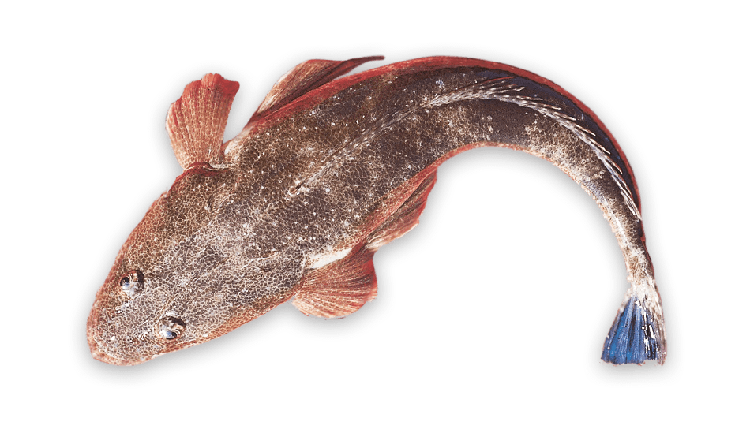 Platycephalus fuscus thumbnail