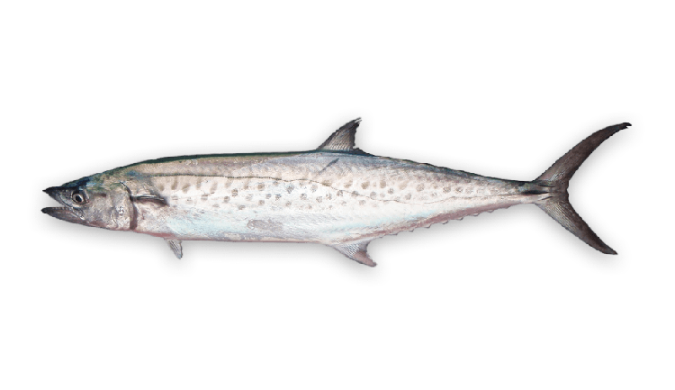 Scomberomorus munroi thumbnail