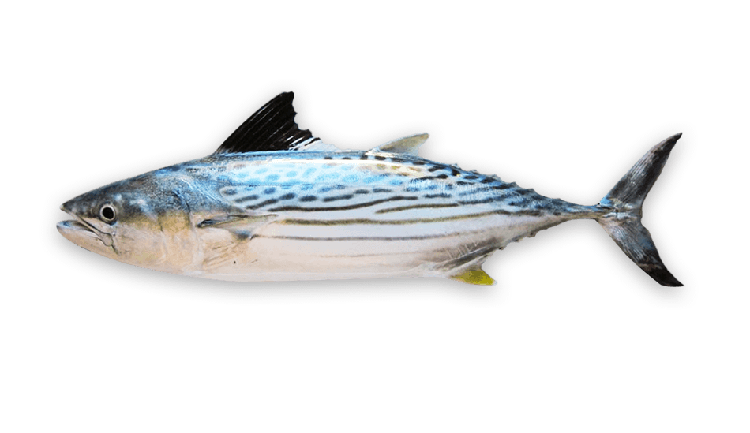 Cybiosarda elegans thumbnail