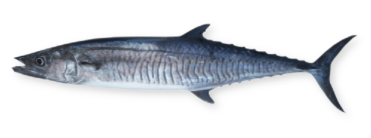 Scomberomorus commerson thumbnail