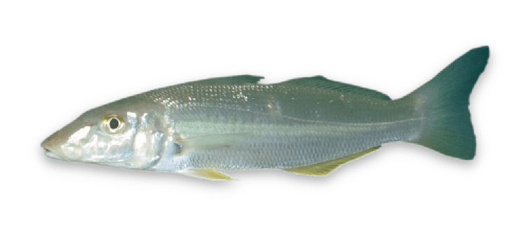 Sillago ciliata thumbnail