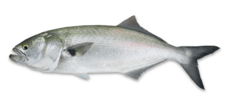 Pomatomus saltatrix thumbnail