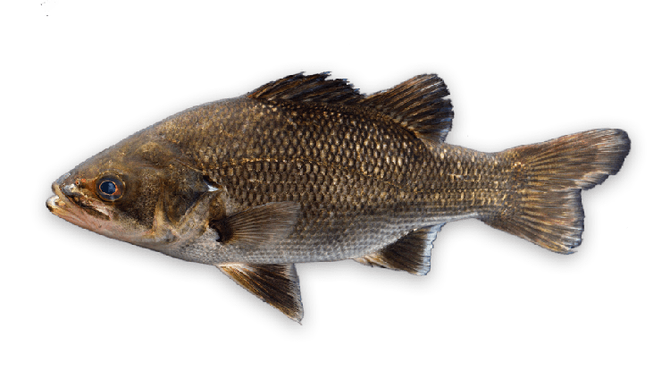 Percalates novemaculeatus thumbnail