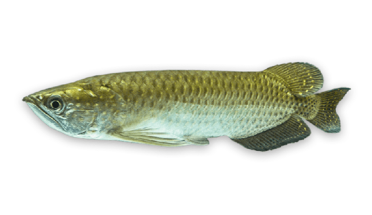 Scleropages leichardti thumbnail