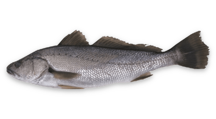 Argyrosomus japonicus thumbnail