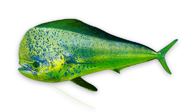 Coryphaena hippurus thumbnail