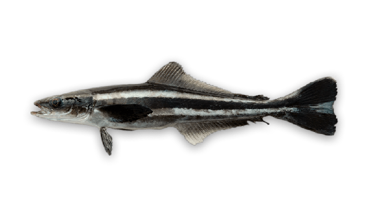 Rachycentron canadum thumbnail