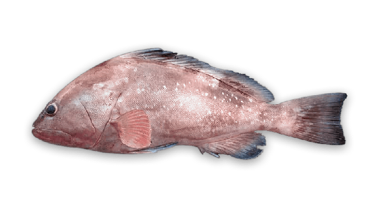 Epinephelus morio thumbnail