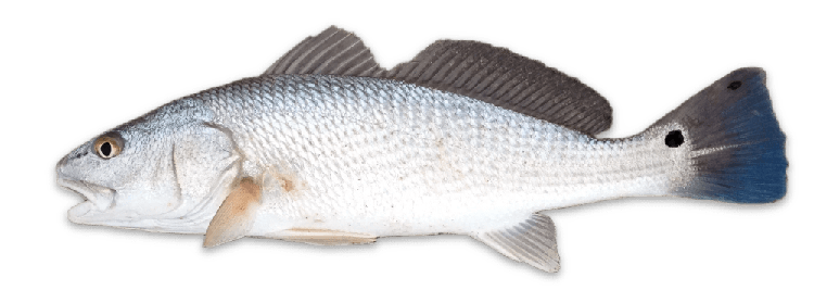 Sciaenops ocellatus thumbnail
