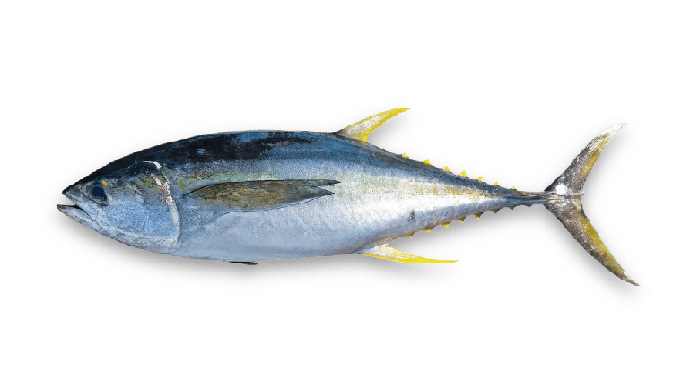 Thunnus albacares thumbnail
