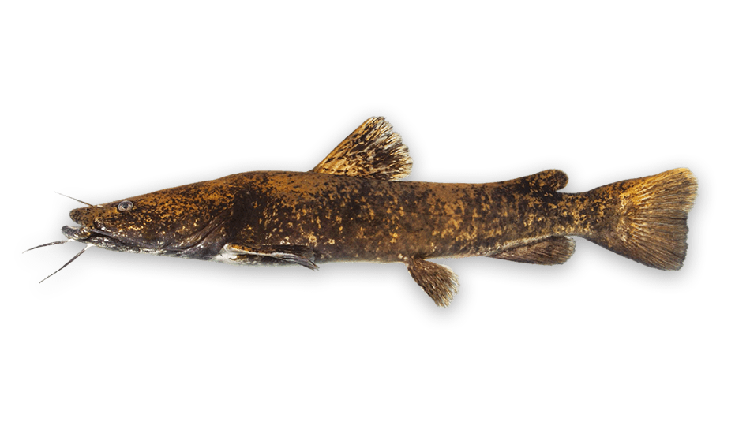 Pylodictis olivaris thumbnail