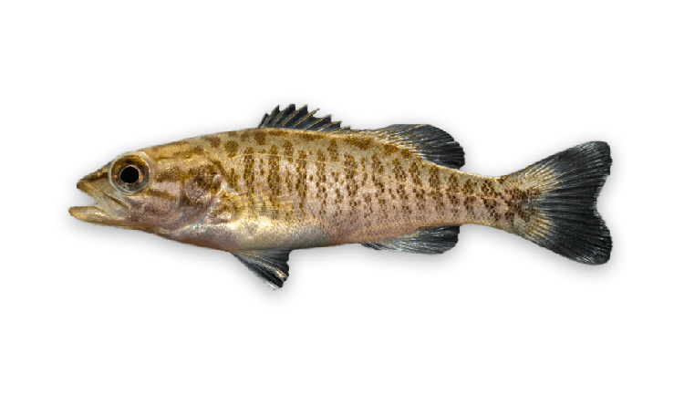 Micropterus dolomieu thumbnail