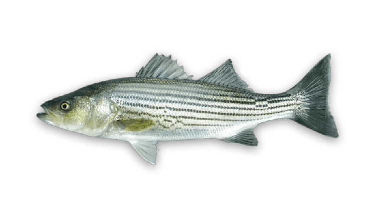 Morone saxatilis thumbnail