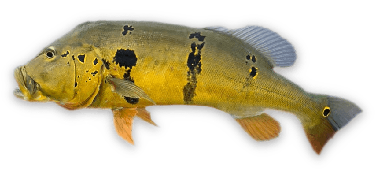 Cichla ocellaris thumbnail
