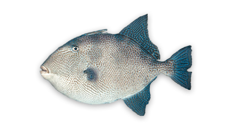 Balistes capriscus thumbnail