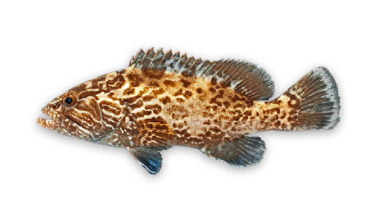 Mycteroperca microlepis thumbnail