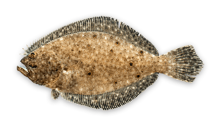 Paralichthys dentatus thumbnail