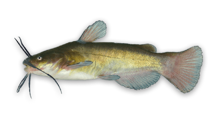 Ameiurus melas thumbnail