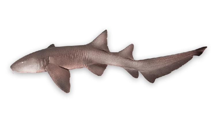 Ginglymostoma cirratum thumbnail