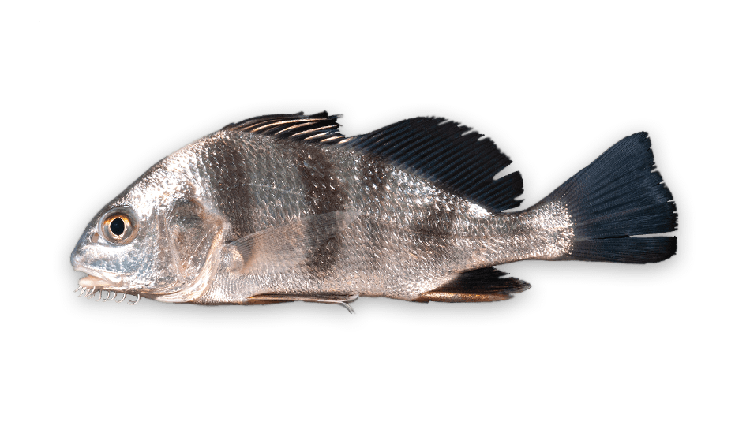 Pogonias cromis thumbnail