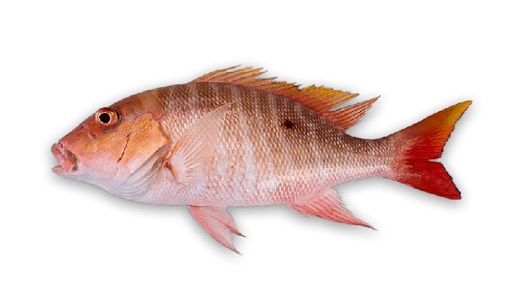 Lutjanus analis thumbnail