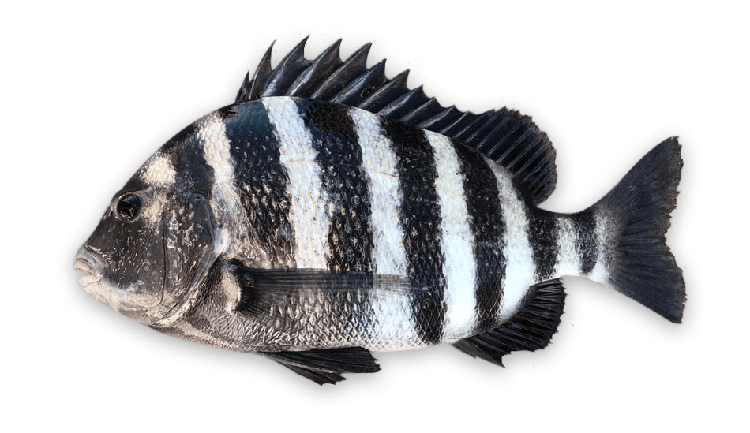 Archosargus probatocephalus thumbnail