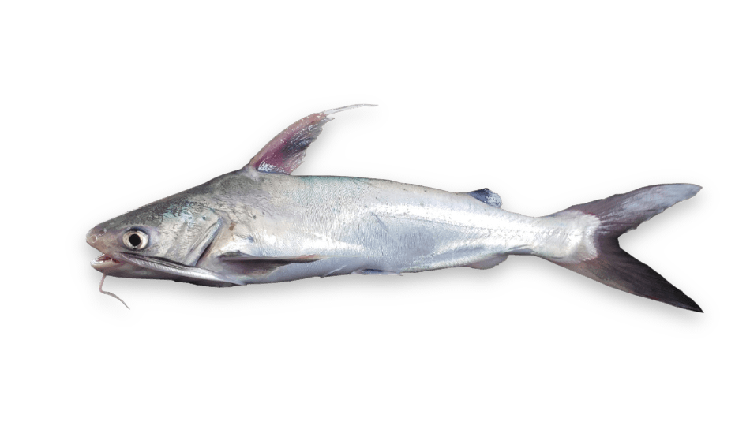 Bagre marinus thumbnail