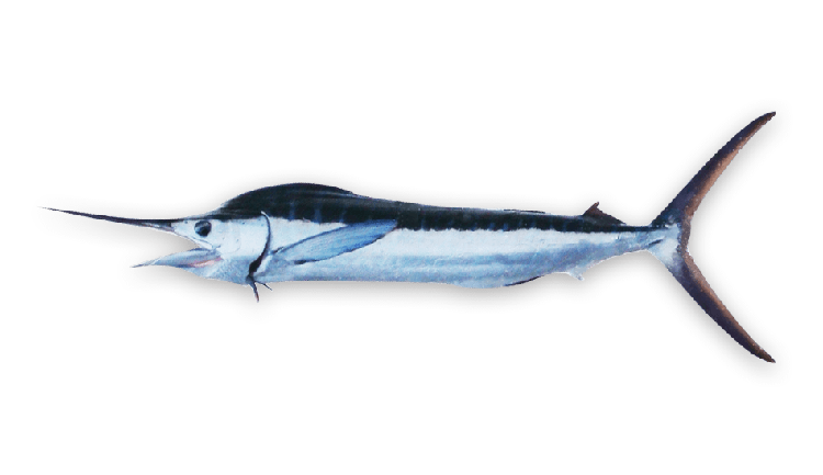 Kajikia albida thumbnail