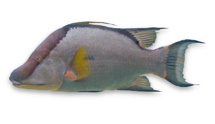 Lachnolaimus maximus thumbnail