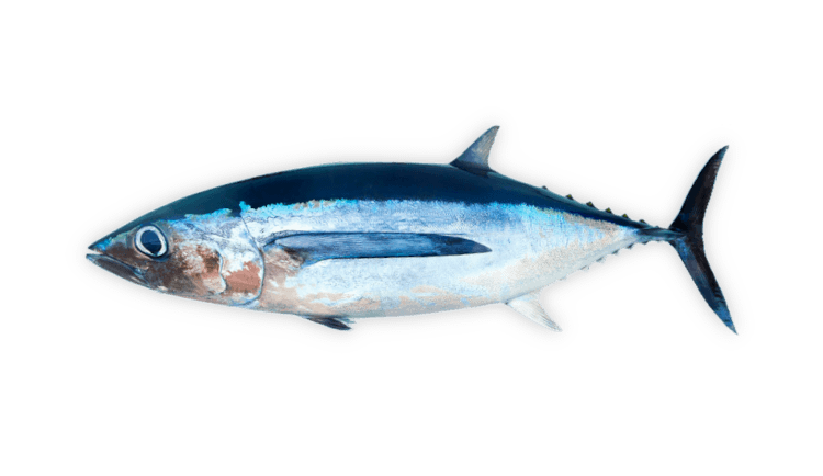 Thunnus alalunga thumbnail