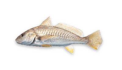 Atlantic croaker thumbnail