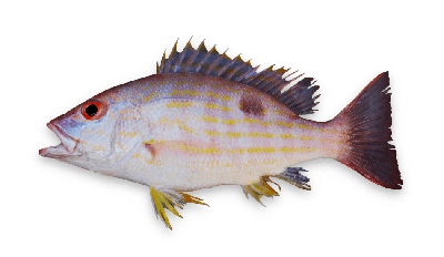 Lane snapper thumbnail