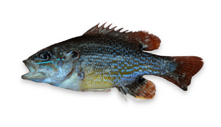 Lepomis cyanellus thumbnail