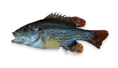 Green sunfish thumbnail