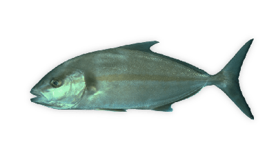 Greater amberjack thumbnail
