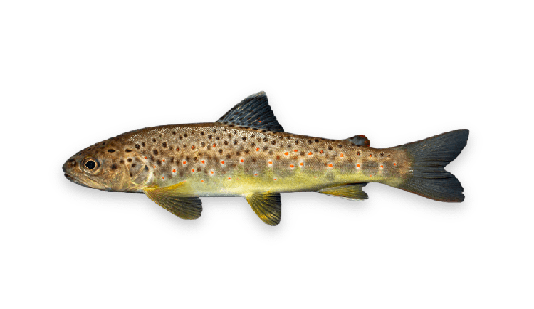 Salmo trutta thumbnail