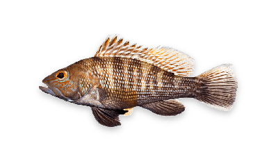 Black sea bass thumbnail