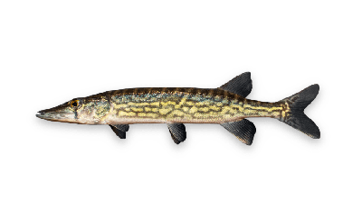 Chain pickerel thumbnail