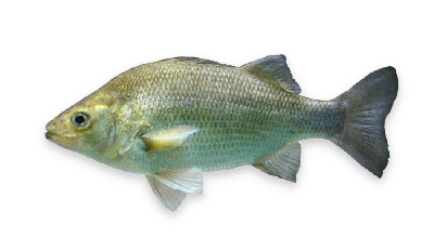 White perch thumbnail