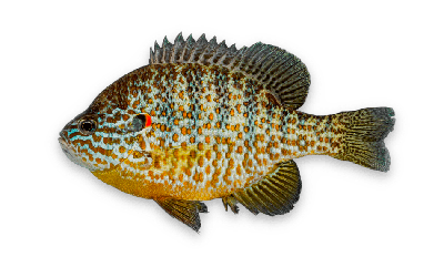 Pumpkinseed thumbnail