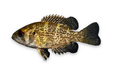 Rock bass thumbnail